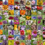 420338-99-Bienen-Puzzle-1000-Teile