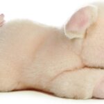 356526-MiYoni-Pig-8In