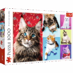 416765-Puzzle-1000-Teile-----Gl--ckliche-Katzen